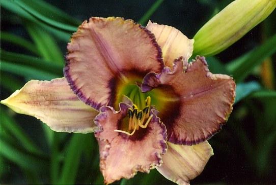 Mildred Mitchell Милдрид Митчел