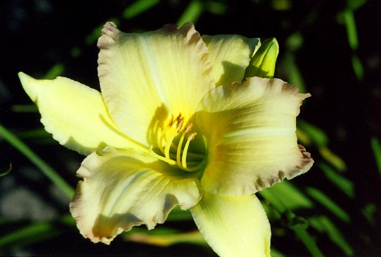 Mini Smile Мини Смайл