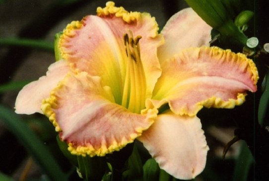 Moonlight Rhapsody Мунлит Рапсоди