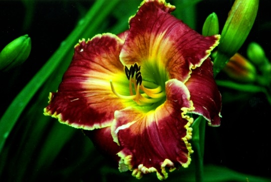 Moonlight Sail Мунлит Сейл