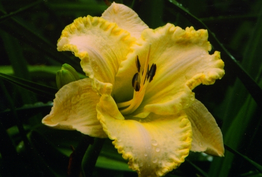 Мунлит Карес Moonlit Carres