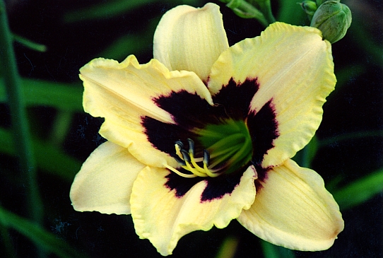 Мунлит Маскарад Moonlit Masquerade