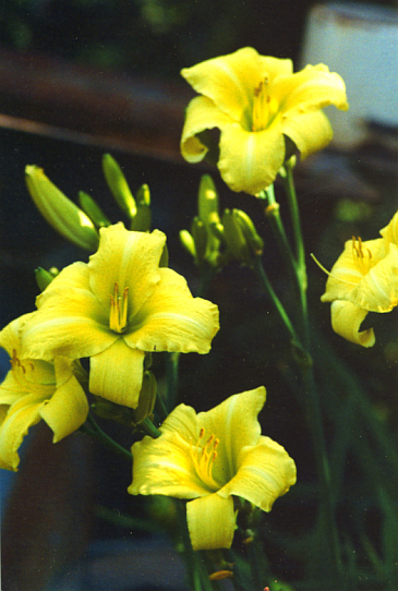 Moonshiner Муншинер