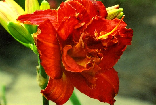 Огонь Моисея  Moses Fire