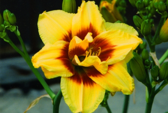 Mount Helena Маунт Хелена