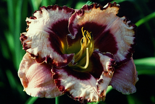 Mountain Wildflower Маунтайн Уилдфлауэ