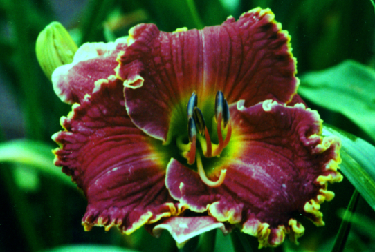 Mulberry Freeze Малбери Фриз