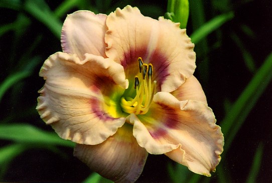 Mystical Rainbow Мистикел Рейнбов