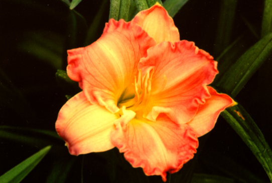 Нил Берри  Neal Berrey