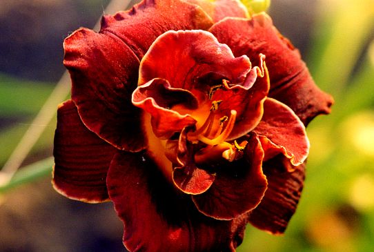 Угли Ночью Night Embers