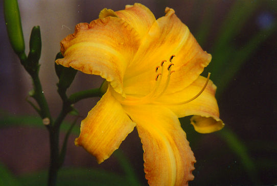 Ноб Хил Nob Hill