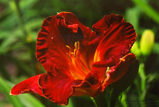 Нобл Варриор Noble Warrior