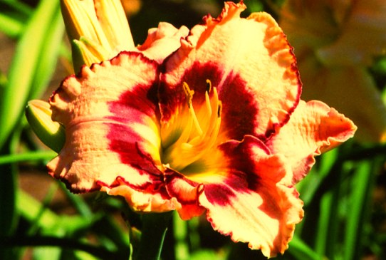 Northport Нортпорт