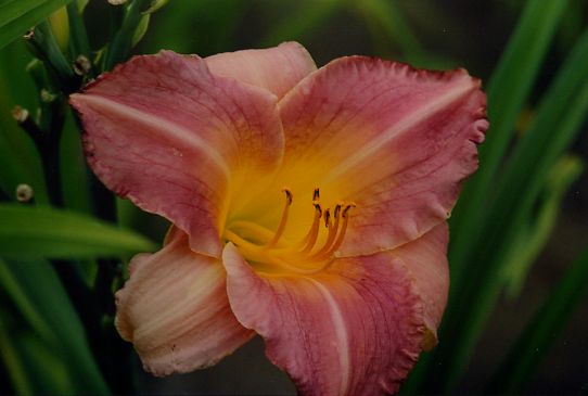 Океанский Дождь Ocean Rain