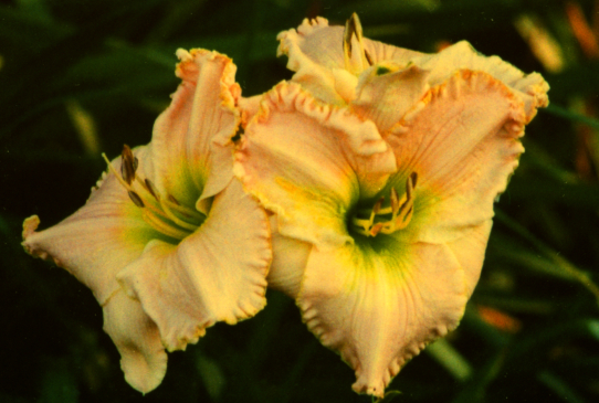 One Tough Baby Уан Точ Бэби