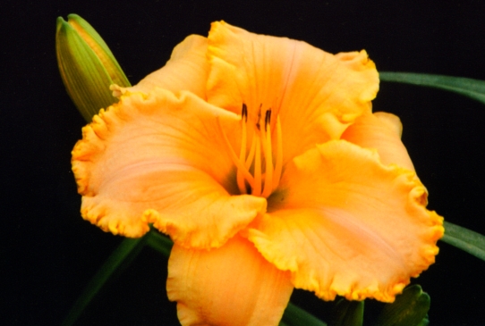 Ottis' Pride Оттис Прайд