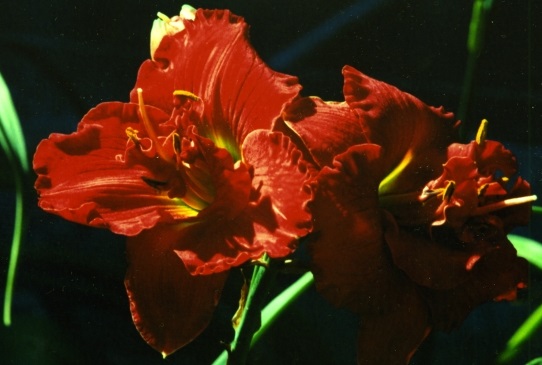 Outrageous Fortune Отрейджес Фотьюн