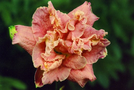 Over The Top Оуве Зе Топ