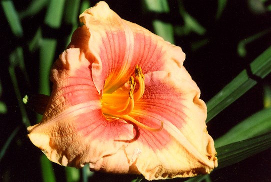 Paige's Pinata Пейдж Пината