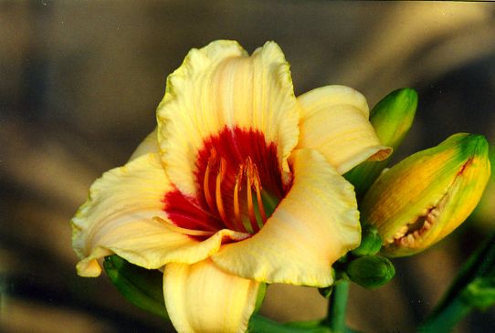 Пандорас Бокс Pandora's Box