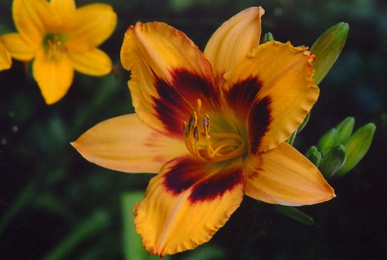 Пейпе Баттерфляй Paper Butterfly