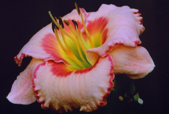 Paradise City Пэрадайз Сити