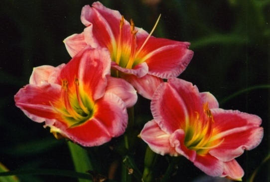 Party Pinafore Пати Пинефо