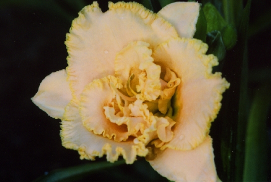 Pat Bonner Пэт Воннер