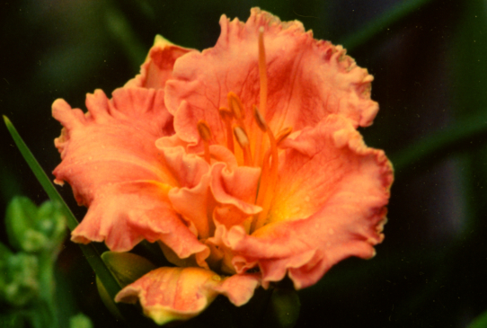 Patrician Lady Пэтришен Леди