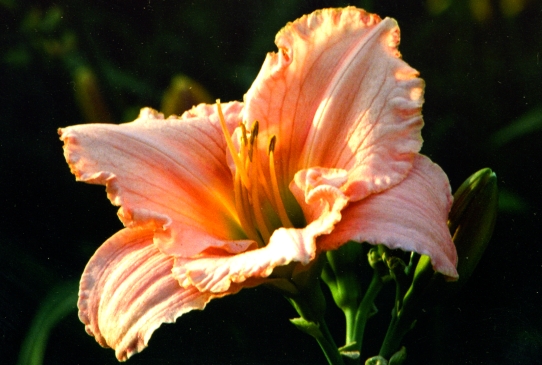 Patrician Splendor Патришн Спленде