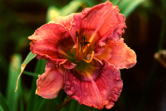 Paul's Eye Полс Ай