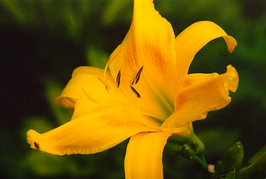 Павловск Pavlowsk