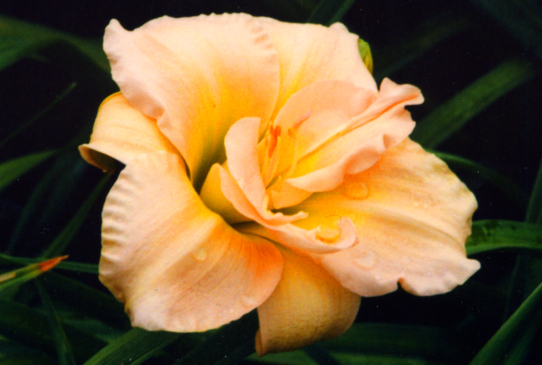 Peach Magnolia Пич Магнолия