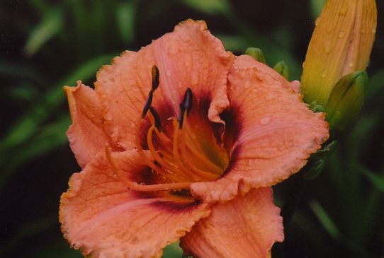 Наслаждение Персиком Peach Treat