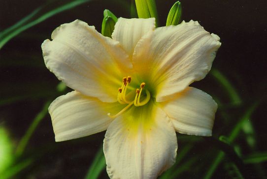 Перл Хагер Pearle Hager