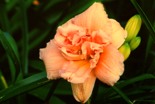 Peggy Bass Пегги Бес