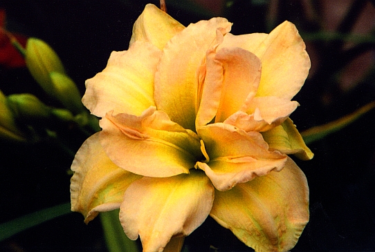 Peggy Jeffcoat Пегги Джефсоат