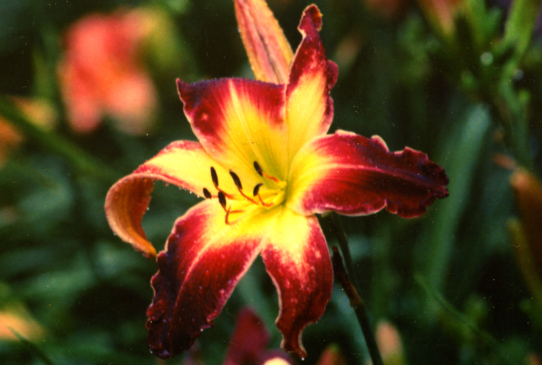 Perseus Sandals Песиус Сандолс