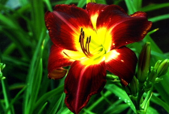 Persian Ruby Пешн Руби