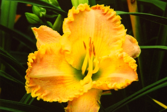 Personal Favorite Песенел Фейверит