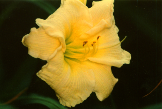 Pierrot Пиереу