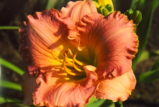 Пинк Эмброзие  Pink Ambrosia