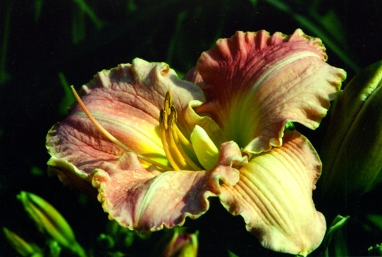 Pink Debutante Пинк Дебютант