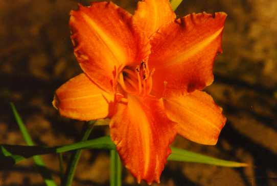 Пинк Пуф Pink Puff