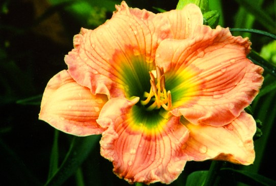 Pink Treat Пинк Трет