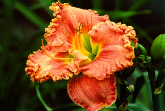 Pistachio Eyes Пистачиу Айс