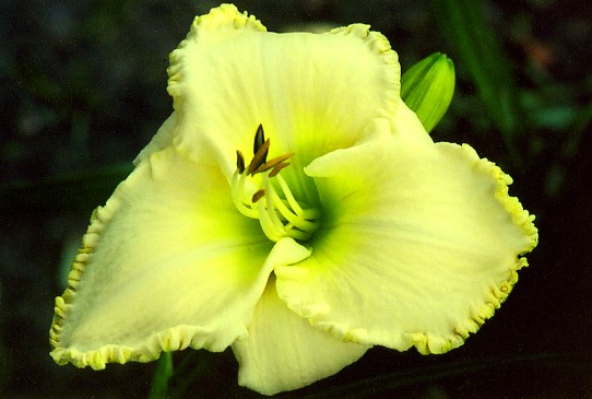 Platinum and Gold Платинем Энд Голд