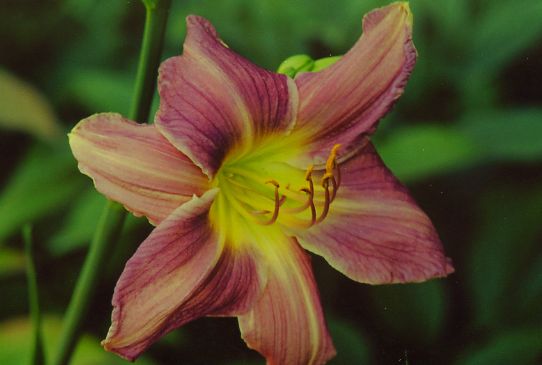 Прери Блю Айз Prairie Blue Eyes