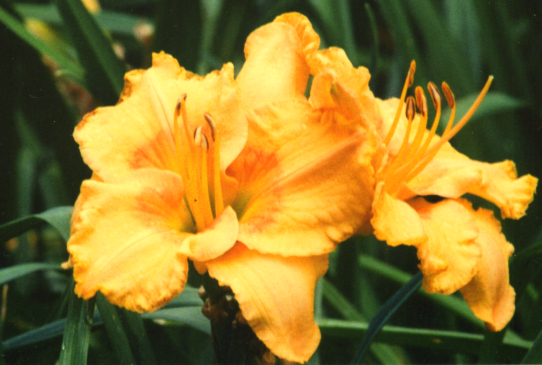 Prairie Fire Прери Файре