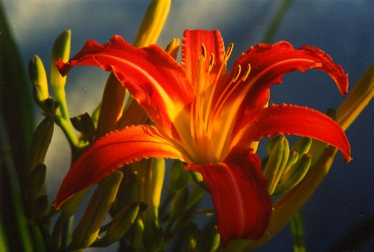 Пректоус Prectous